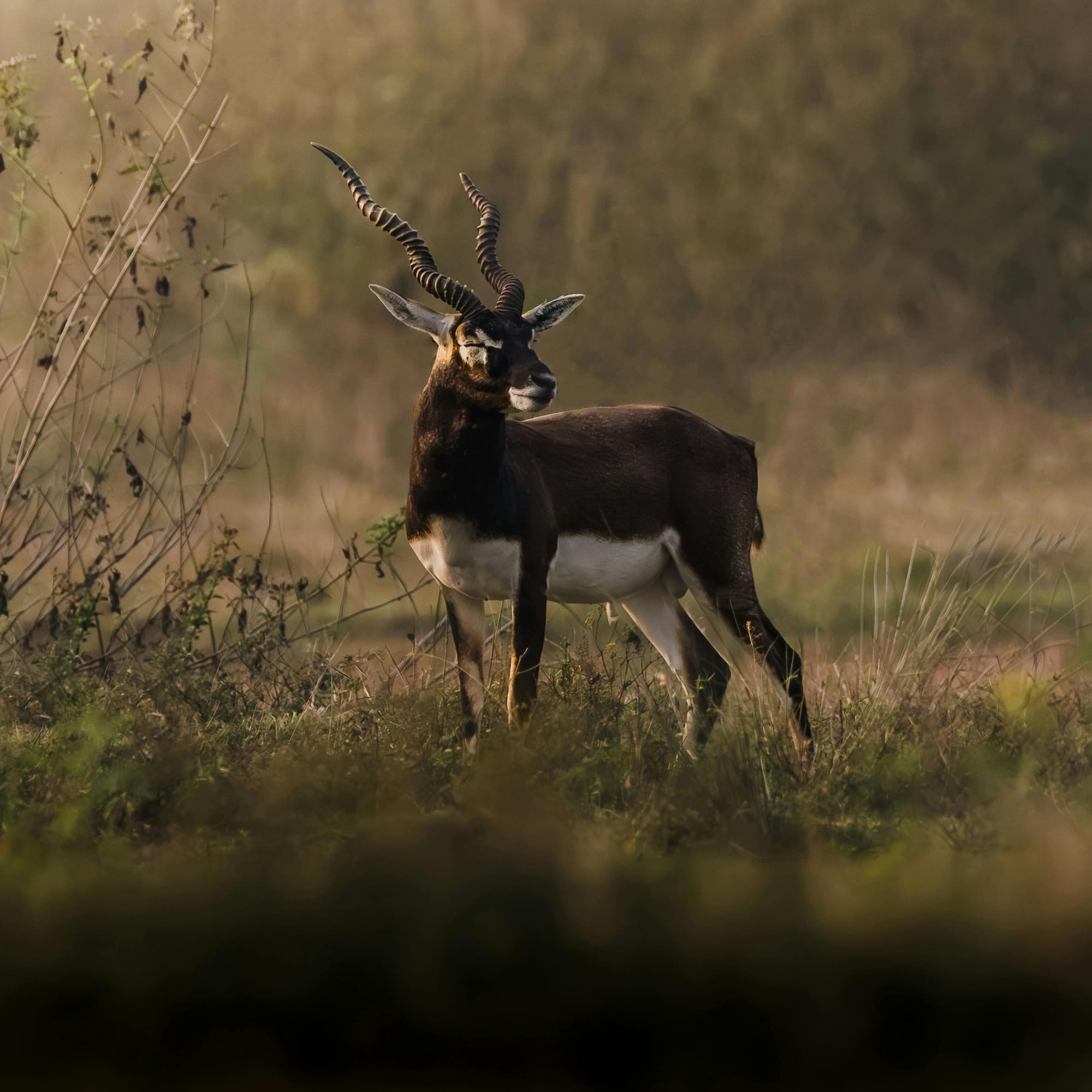 Natur und Tierwelt